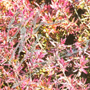 Wallows Signed Autographed Vinyl LP "Spring" PSA/DNA Authenticated