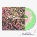 Wallows Signed Autographed Vinyl LP "Spring" PSA/DNA Authenticated