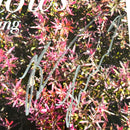 Wallows Signed Autographed Vinyl LP "Spring" PSA/DNA Authenticated