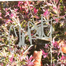 Wallows Signed Autographed Vinyl LP "Spring" PSA/DNA Authenticated